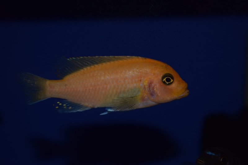 Maylandia estherae 'Narungu'